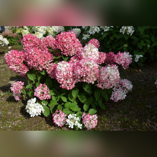 Гортензия Пинки Промис