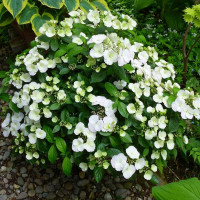 Гортензия Сбежавшая невеста (Runaway Bride)