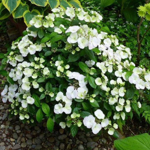 Гортензия Сбежавшая невеста (Runaway Bride)