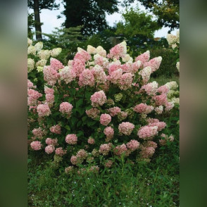 Гортензия Тач Оф Пинк