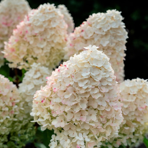 Гортензия Шугар Раш (Sugar Rush)