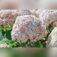 Гортензия древовидная «Кандибелле Маршмеллоу»