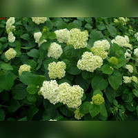 Гортензия древовидная «Стерилис»