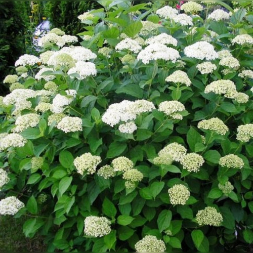 Гортензия древовидная Вайт Дом White dome