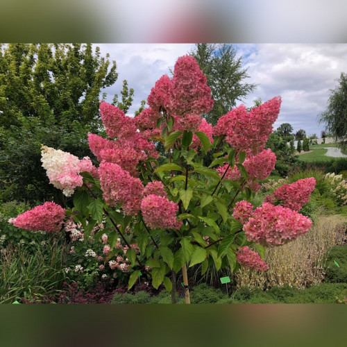 Гортензия метельчатая «Ванилла Фрайз»