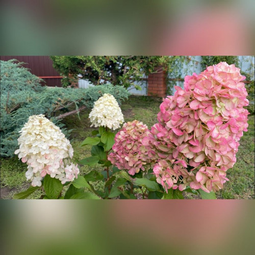 Гортензия метельчатая «Геркулес»