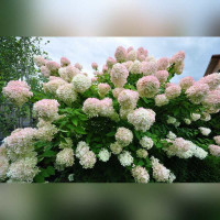 Гортензия метельчатая «Грандифлора»