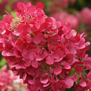 Гортензия метельчатая «Даймонд Руж»