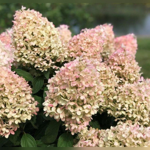 Гортензия метельчатая «Диамантино»