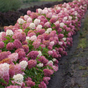 Гортензия метельчатая «Долли»