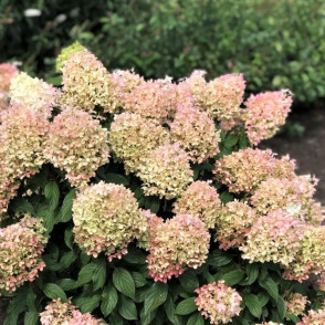 Гортензия метельчатая «Жемчужина фестиваля»