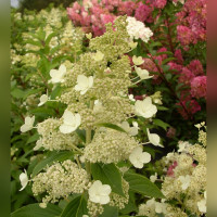 Гортензия метельчатая «Киушу»