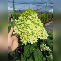 Гортензия метельчатая «Литл Лайм»