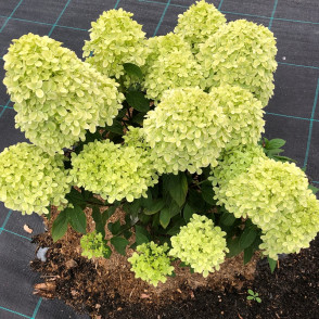 Гортензия метельчатая «Литл Пассион»