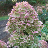 Гортензия метельчатая «Литтл Альф»