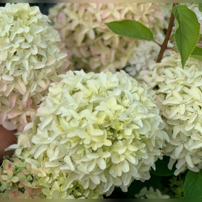 Гортензия метельчатая «Мэджикал Лайм Спаркл»