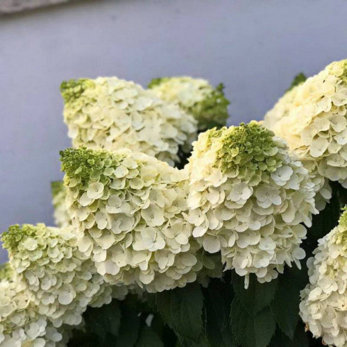 Гортензия метельчатая «Мэджикал Монблан»