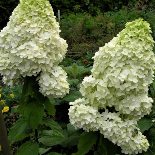 Гортензия метельчатая «Мэджикал Мунлайт»