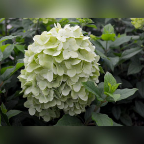 Гортензия метельчатая «Пандора»