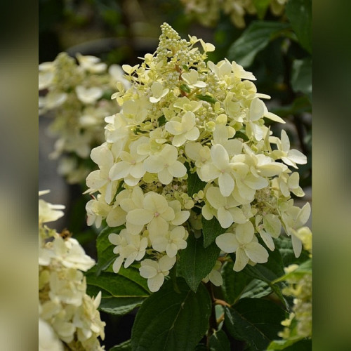 Гортензия метельчатая «Пандрия»