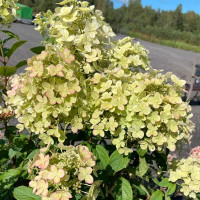 Гортензия метельчатая «Панфлора»