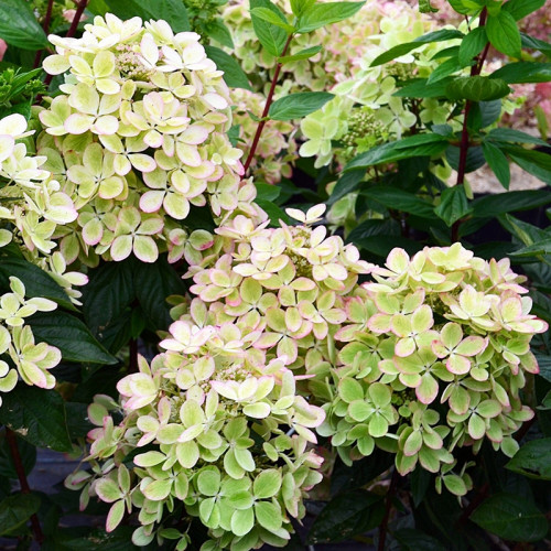 Гортензия метельчатая «Пастель Грин»