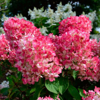 Гортензия метельчатая «Пинк Даймонд»