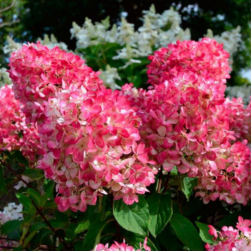 Гортензия метельчатая «Пинк Даймонд»