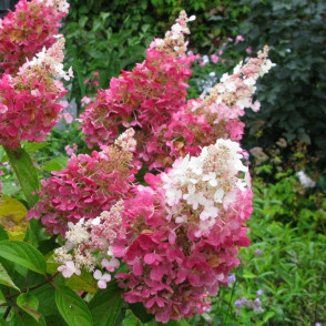Гортензия метельчатая «Пинки Винки» на штамбе