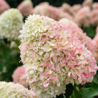 Гортензия метельчатая «Саммер Лав»