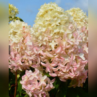 Гортензия метельчатая «Скайфолл» 