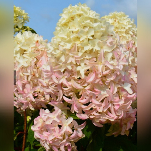 Гортензия метельчатая «Скайфолл» 