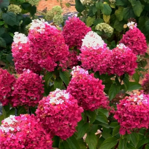 Гортензия метельчатая «Строберри Блоссом»