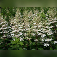 Гортензия метельчатая «Тардива»