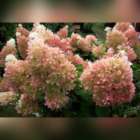 Гортензия метельчатая «Фантом»