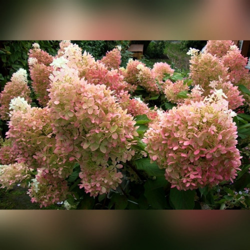Гортензия метельчатая «Фантом»