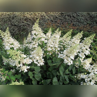 Гортензия метельчатая «Юник» (Unique)