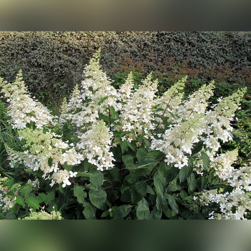 Гортензия метельчатая «Юник» (Unique)