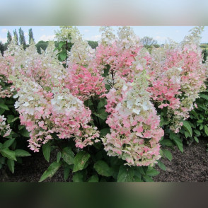 Гортензия метельчатая Канделайт (Candlelight)                               