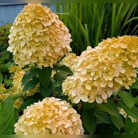 Гортензия метельчатая Коттон Крем