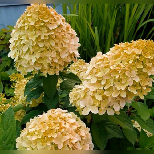 Гортензия метельчатая Коттон Крем