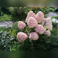 Гортензия метельчатая Литл Фрайз