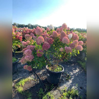 Гортензия метельчатая Меджикал Свит Саммер