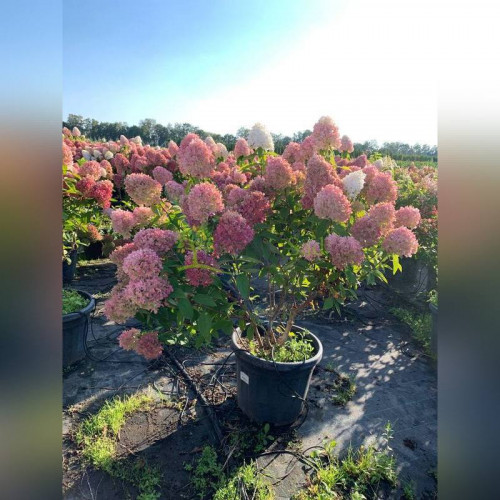 Гортензия метельчатая Меджикал Свит Саммер