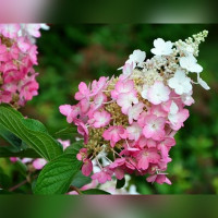 Гортензия метельчатая Панзола