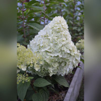 Гортензия метельчатая Пантонелла