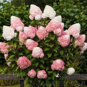 Гортензия метельчатая Пинк Энд Роуз