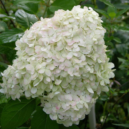 Гортензия метельчатая Харис Сувенир