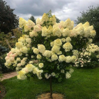 Гортензия на штамбе «Лайм Лайт»