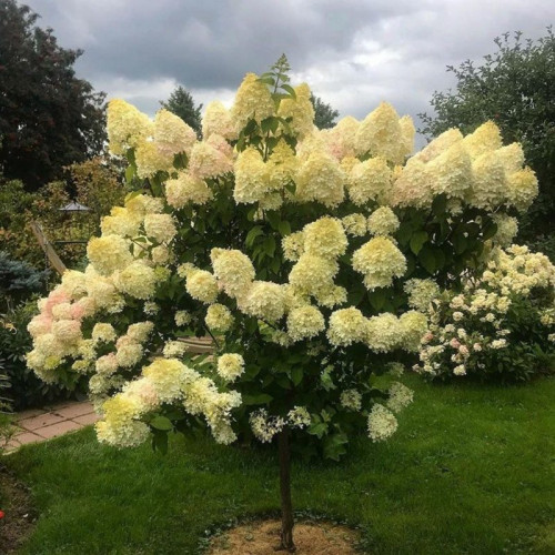 Гортензия на штамбе «Лайм Лайт»